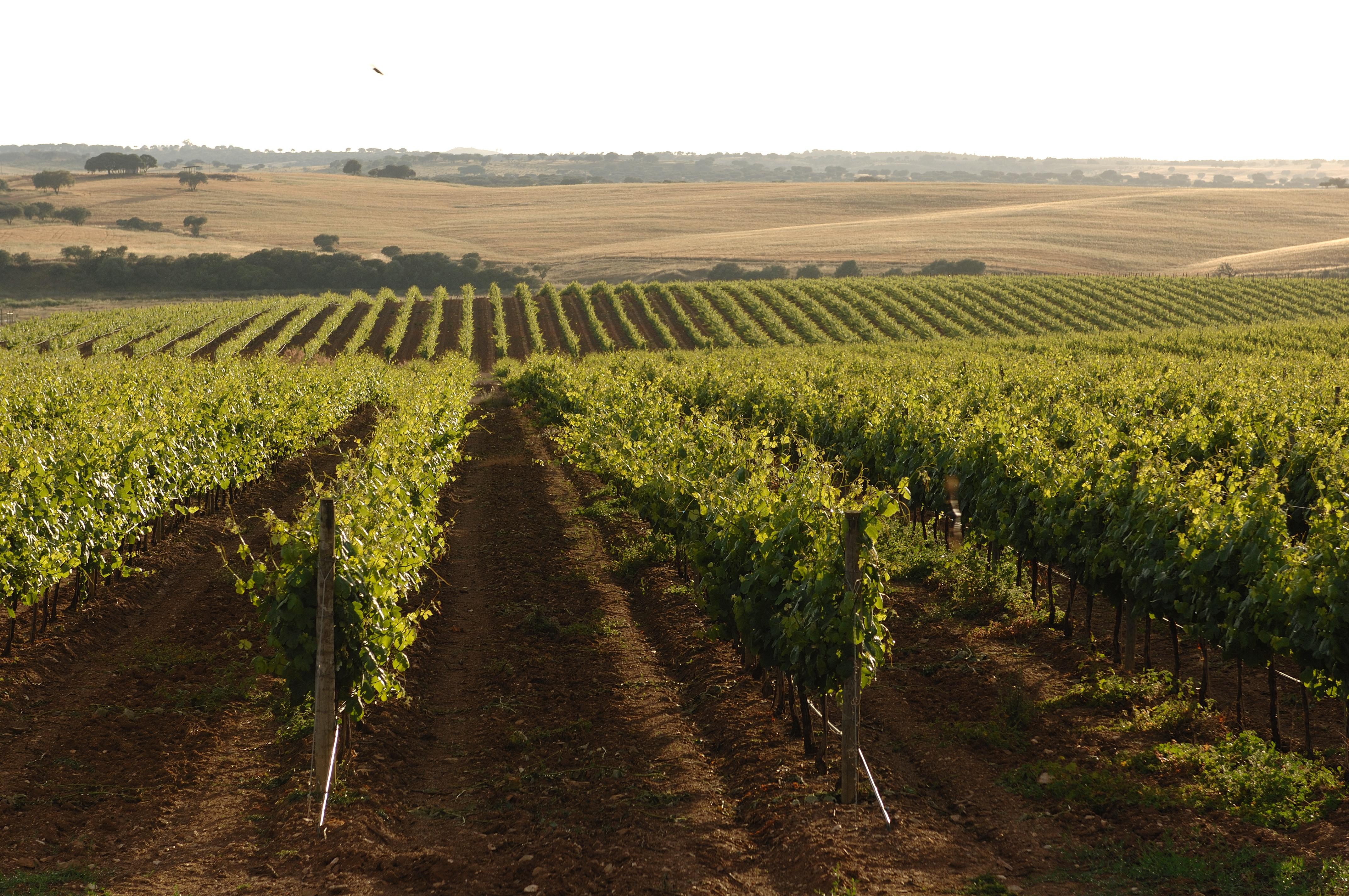 Vila Gale Alentejo Vineyard - Clube De Campo Albernoa Exteriör bild